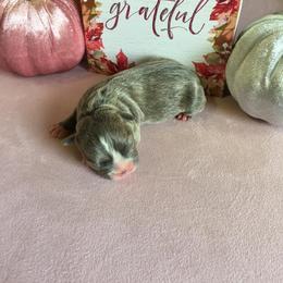 Boston Terrier Puppies from Tellier's AKC Boston Terriers Missouri