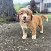 Boy 3 - Red male Nova Scotia Duck Tolling Retriever puppy in Lowell, Indiana from Bearfoot Aussies and Tollers