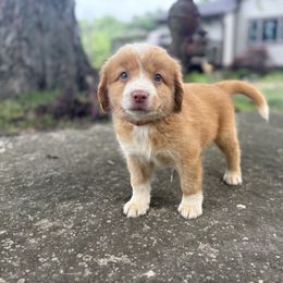 Boy 3 - Red male Nova Scotia Duck Tolling Retriever puppy in Lowell, Indiana from Bearfoot Aussies and Tollers