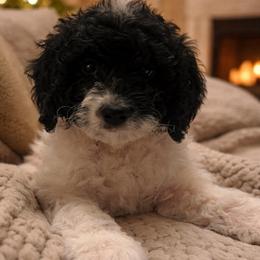 Yellow collar - Black and white male Sheepadoodle puppy in Hudson, Florida from Tampa Sheepadoodles