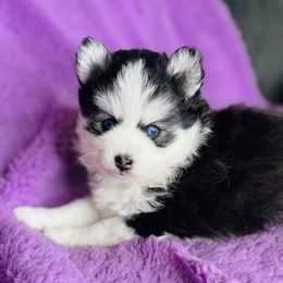 Pomskies from Lone Star Pomsky