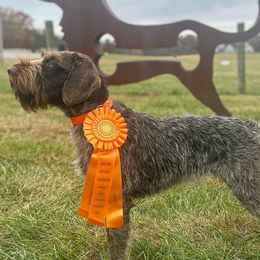 Olive - German Wirehaired Pointer