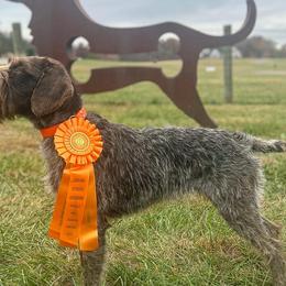 Olive - German Wirehaired Pointer