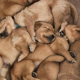 Golden Retriever Puppies from Golden Retrievers of South Carolina