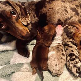 Clover - Red female Dachshund puppy in Fontana, California from DOXI.E.