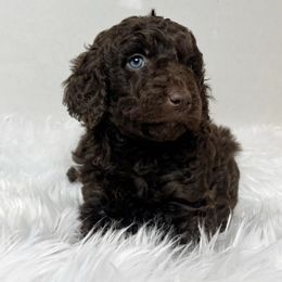 Coco is a sweetheart - Brown and white female Aussiedoodle puppy in Clarkston, Washington from Doodle & poodle palace