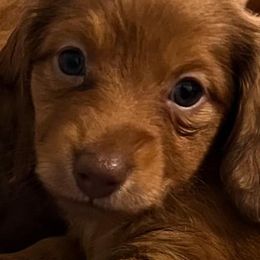 Dachshunds from 3C Miniature Dachshunds