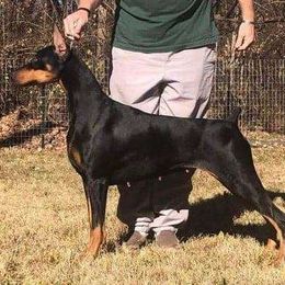 Mabel - Doberman Pinscher