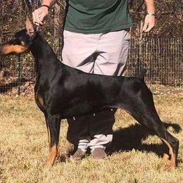 Mabel - Doberman Pinscher