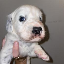 Dalmatian Puppies from Clarks 101 Dalmatians