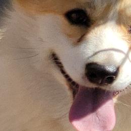 Romeo - Pembroke Welsh Corgi