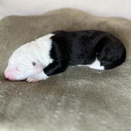 Marina - Grizzle female Old English Sheepdog puppy in Arizona from Jenn's Old English Sheepdogs