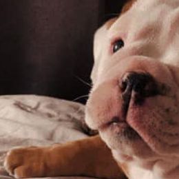 Bulldogs from Oklahoma's Bougie Bulldogs
