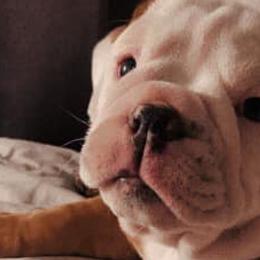 Bulldogs from Oklahoma's Bougie Bulldogs