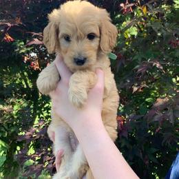 Goldendoodle Puppies from Goldendoodles of Vanhoy Farms