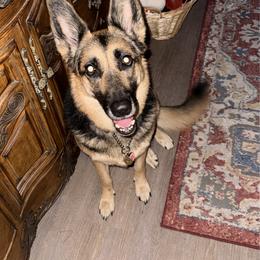 German Shepherd puppies from The Zeus N Luna 2 Pay it Forward Foundation