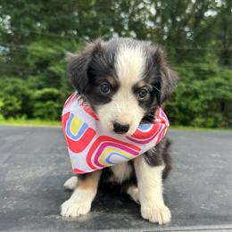 Liberty - Black tri female Miniature Australian Shepherd puppy in Corbin, Kentucky from Lightning K Kanine’s