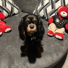Kinsley - Cavalier King Charles Spaniel