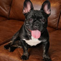 Pickles - French Bulldog