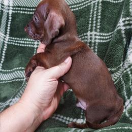 HARVEY - Chocolate male Dachshund puppy in Swink, Oklahoma from Palali Farm