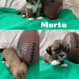 Marta - Red gold female Lhasa Apso puppy in Cincinnati, Ohio from Shangri-La Lhasa Apsos