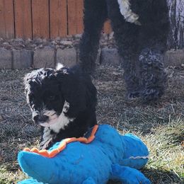 Sheepadoodle Puppies from Jaqueline Sparks