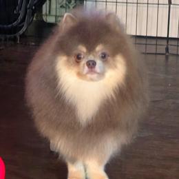 Teddy - Pomeranian