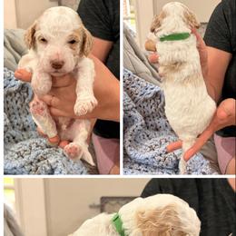 Poodle Puppies from Cassie Enlow