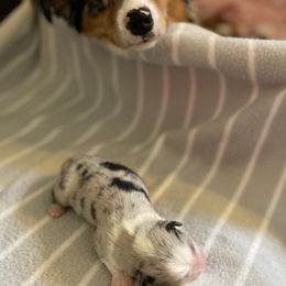 Miniature Australian Shepherd Puppies from Mels Mini Aussies