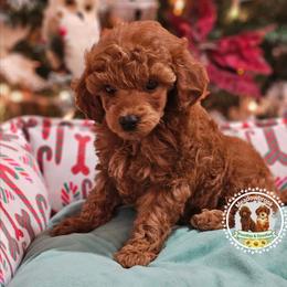 Pebbles - Red  female Poodle puppy in Salem, Missouri from Meadowbrook Poodles