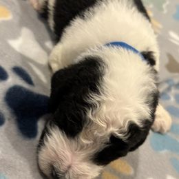 Goldendoodle and Poodle Puppies from Southern Stroll Poodles & Doodles