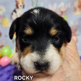 Rocky-wirehair - Black and tan male Dachshund puppy in Blair, Oklahoma from North Fork Doxies-Okla