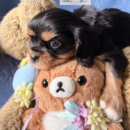 Cavalier King Charles Spaniel and Cavapoo Puppies from Unicorn Tears and Cavaliers