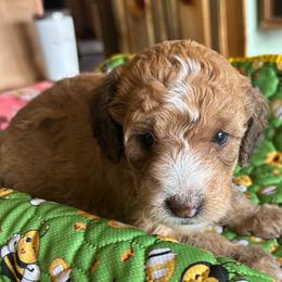 Sierra,  4 weeks old - Wheaten female Whoodle puppy in Crawford, Colorado from Saddle Mountain Doodles