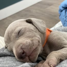 Weimaraner Puppies from Alpha Weims by The Mattas Kennel