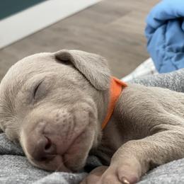 Weimaraner Puppies from Alpha Weims by The Mattas Kennel