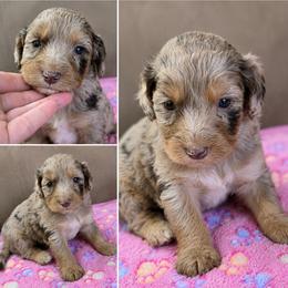 Magenta - Merle female Goldendoodle puppy in Delphos, Ohio from Route 66 Poodles & Doodles, Sapphire Shih-tzu's of Ohio