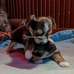 AKC Traditional boy - Blue and gold male Yorkshire Terrier puppy in Greencastle, Indiana from Tiny Tushy Lodge