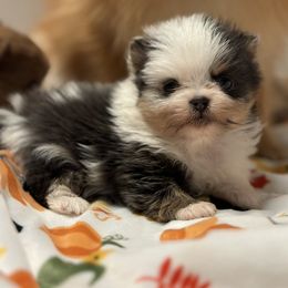 Girl 1 - Blue merle female Pomeranian puppy in Newport Beach, California from Exotic City Pomeranians and chihuahuas