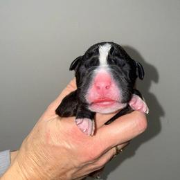 Boy 1 - Brindle male Boxer puppy in Jamesville, New York from Reynolds Homestead Boxers