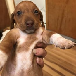 Dachshund Puppies from Hursh’s Hounds