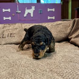 Yellow - Black and tan male Airedale Terrier puppy in Hackettstown, New Jersey from Allie’s Airedales