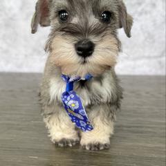 Noly - Salt and pepper male Miniature Schnauzer puppy in Cape Coral, Florida from Ruby the poodle