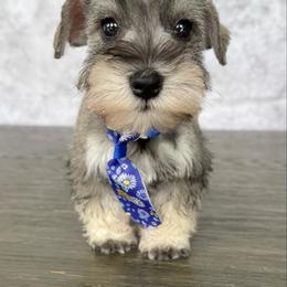 Noly - Salt and pepper male Miniature Schnauzer puppy in Cape Coral, Florida from Ruby the poodle