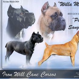 Cane Corso Puppies from Iron Will Cane Corso