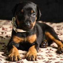 Victory - Black and rust female Doberman Pinscher puppy in Overton, Texas from Obsidian Kennel