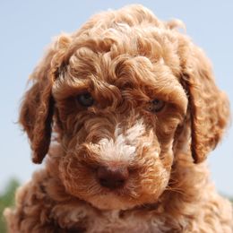 Goldendoodle and Poodle Puppies from High Cotton Doodles