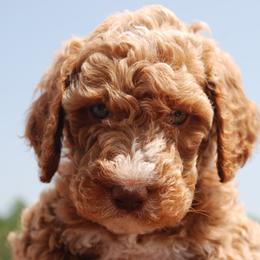 Goldendoodle and Poodle Puppies from High Cotton Doodles