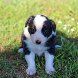 Lavender - Black and white female Border Collie puppy in Opelousas, Louisiana from Zahara Border Collies