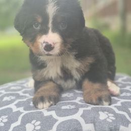 Dolly - Black rust and white female Bernese Mountain Dog puppy in Argyle, Iowa from Sugar Creek Kennels